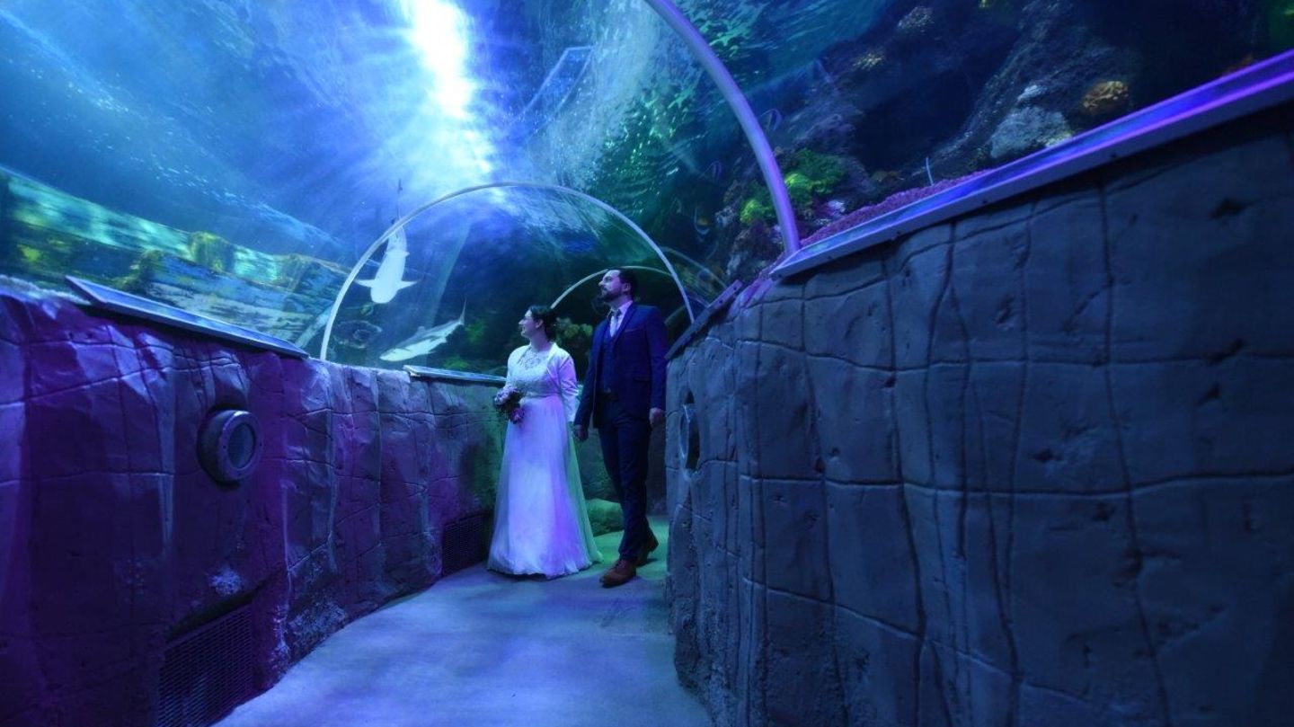 Außergewöhnliche Hochzeit im Aquarium – Brautpaar unter Wasserwelt mit Haien und Fischen.